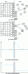 Figure 1 - Atomic and electrical structure of the metal-solution interface