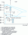 Figure 3 - Possible texture-forming processes in steels