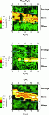 Figure 10 - Raman images ((Fe, Cr)2O3,, Cr2O3, Fe2O3) of the surface of an oxide layer