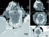 Figure 12 - Cross-section and FIB reconstructions of an oxide nodule