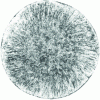Figure 14 - Grain texture of a 17% Cr ferritic steel round obtained by centrifugal casting (from )