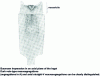 Figure 19 - 35 t forging ingot in mass-formed, medium-hard carbon steel, vacuum die-cast (from )
