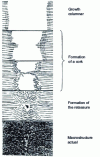 Figure 20 - Mini-lingot formation diagram (from )