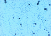 Figure 12 - Micrograph of stainless steel etched with Vilella – x500