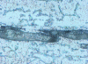 Figure 45 - Micrograph obtained by EFI-Nital4-× 500 processing