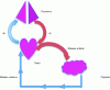 Figure 2 - Schematic diagram of blood circulation. Pulmonary artery (PA), pulmonary vein (PV). The main arterial network begins with the aorta. The main venous network flows into the heart via the inferior vena cava.