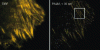 Figure 28 - Images of actin filaments obtained by high-resolution confocal fluorescence microscopy (PALM) using the photochromic fluorescent protein Dronpa [128] (reproduced with permission from RSC)