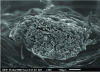 Figure 8 - Cross-section of a yarn (source: LPMT)