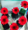 Figure 16 - Appearance of cut flowers (Transvaal daisies, Gerbera spp.) on a tannin-furan foam (black) versus a synthetic phenol-formaldehyde/furan foam (green)