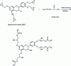 Figure 21 - Conversion of an epoxidized condensed tannin unit into epoxidized acrylic tannin