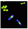 Figure 16 - Images of rare-earth ion-doped microbar codes under UV excitation and observed with a 420 nm long-pass filter