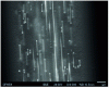 Figure 8 - SEM image of a longitudinal section of the core of a fiber prepared with 1 at % La