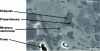 Figure 6 - Microstructure of porcelain (source: Imerys)