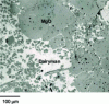Figure 2 - Dissolution of magnesia grains on the surface of an MgO-C brick by CaO-SiO2-FeOx converter slag (industrial sample). Reprecipitation of magnesia crystals in the slag during final cooling