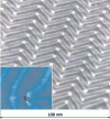 Figure 11 - Self-organized deposition of cobalt islands on a reconstructed (111) gold surface 