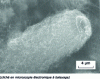 Figure 7 - Carbon nanotubes grafted onto a T300 carbon reinforcement fiber 