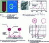 Figure 8 - Plasmon resonance for biological marking