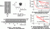 Figure 4 - Three-dimensional evaluation of propagation losses in a W1 waveguide