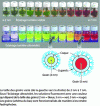 Figure 14 - Series of cadmium selenide (CdSe) nanocrystal solutions illuminated with white light (top) and ultraviolet light (bottom) 