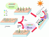 Figure 10 - Example of a vanadium-doped TIO2-based nanofilm to render the surface of a solar cell hydrophilic and promote self-cleaning action (after Adak 2017).
