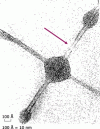 Figure 4 - MET image of a carbon nanofilament synthesized by CVD 