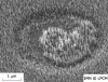 Figure 11 - PECVD-aligned carbon nanotubes 