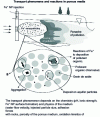 Figure 1 - Principles of groundwater remediation using Fe metal nanoparticle injection (after [9])
