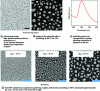 Figure 10 - Formation of gold NP by thermal evaporation and magnetron sputtering (scale bars are 200 nm on all images) [54][55]