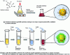Figure 8 - Syntheses by Turkevich and Brust-Schiffrin