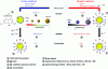 Figure 2 - Comparison of the main characteristics (nanoparticle size (b,g), solvents (c,h), concentration (d,i)) of gold nanoparticle suspensions obtained using the Turkevich-Frens method (a) and the Brust method (f). Functionalization by ligand exchange (e,j)