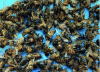 Figure 1 - Sample of dead bees