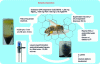 Figure 2 - Bee sample preparation protocol