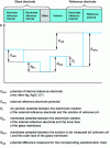 Figure 3 - Measurement of pH-related membrane potential with a glass electrode