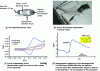 Figure 34 - Electrochemical methodology for in vivo detection of electroactive species injected or produced in a mouse tumor (based on [41])