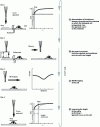Figure 22 - A simplified, accelerated SECM procedure for estimating the thickness (height) of a single biological cell (adapted from [50])