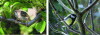 Figure 4 - Sparrow, granivore (Photo: © INRAE/BOUVIER Jean-Charles) (left); Chickadee, insectivore (Photo: © MAMY Laure) (right)