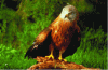 Figure 5 - Red Kite (Photo: © INRAE/ADRIAN Michel)