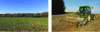 Figure 9 - Winter wheat crop to maintain soil cover over winter (Photo: © MAMY Laure) (left); shredding maize residues after grain harvest (Photo: © INRAE/VASSEUR DELAITRE Gilles) (right)