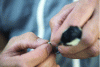 Figure 2 - Monitoring bird populations using the "capture-mark-recapture" method (Photo: © INRAE / MAITRE Christophe)