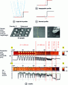 Figure 14 - Examples of artifacts related to the size and shape of an SThM tip. (a) Schematic representation of the construction of (b) a topographic profile and (c) a thermal profile when the tip encounters a step. (d) Experimental results obtained on a silicon step array in a secondary vacuum with a palladium tip.