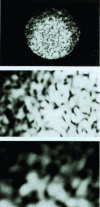 Figure 9 - Granularity in light transmitted by a multimode
optical fiber. Observations at three different magnifications (of
the order of 600, 1,200 and 1,800)