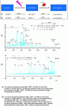 Figure 9 - CAD spectra of radical ions of the phosphopeptide Ac-VYKpSPVVSGDTSPRHL-amide prepared in the trap by laser irradiation (MS3)