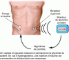Figure 12 - Artificial pancreas" principle