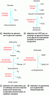 Figure 4 - Some reactions used in enzymatic biosensors