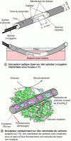 Figure 5 - Optical biosensors for in vivo use
