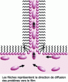 Figure 11 - Slow diffusion of proteins in a Newtonian film