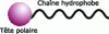 Figure 2 - Structure of a surfactant molecule