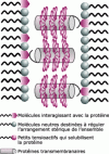 Figure 14 - Transmembrane protein film