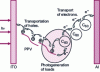 Figure 6 - Photogeneration of charges in a bulk heterojunction