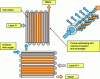 Figure 10 - Bio-printing process with artificial vascularization [145] [146].